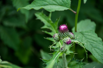 Large flower and seed / purple flower