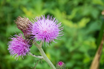 Large flower and seed / purple flower