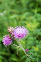 Large flower and seed / purple flower