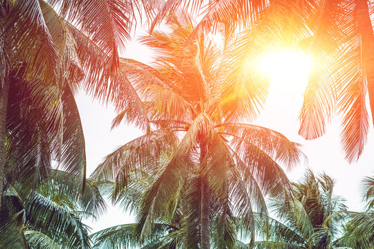 Palm tree crowns with green leaves on sunny sky background. Coco palm tree tops - view from the ground. Palm leaf on sunny sky. Green blue toned photo. Summer travel banner. Exotic island nature image