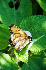 Mating butterfly