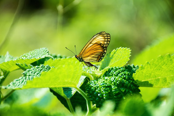 Golden butterfly