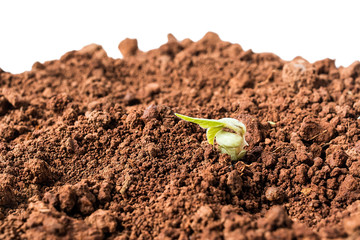 Budding / breaking through the soil sprouting beans