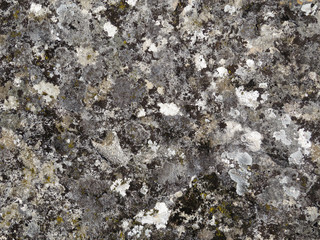 Old mossy stone texture background. Dirty rock surface covered with lichen and moss