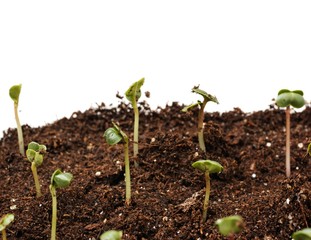 Many small plants on pile of soil in the garden. Isolated on white background