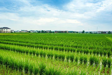 Chinese rural paddy field / agricultural planting background