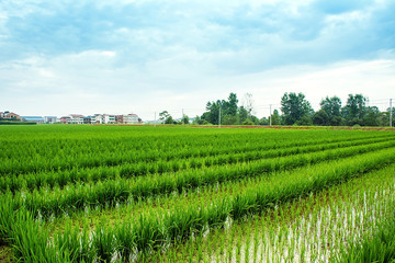 Fototapeta na wymiar Chinese rural paddy field / agricultural planting background