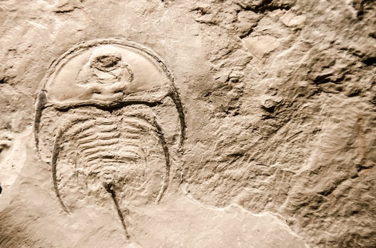 Picture of an extint trilobite