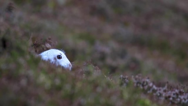 mountain hare (Lepus timidus) in winter coat against a snowless dark slope busy hiding in the cairngorms national park, scotland during winter, december.