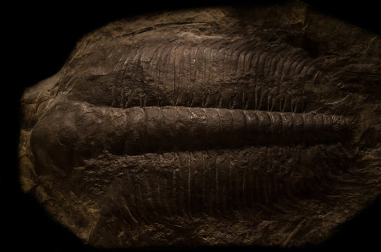 Picture of an extint trilobite