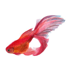 Fototapeta premium Carp koi fish Watercolor Painting ,Print Wall Art ,Hand painted.Golden fish Illustration isolated on white background.
