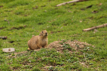 erdmännchen auf wiese