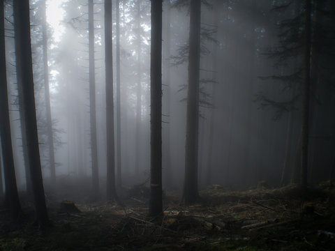 Finsterwald
