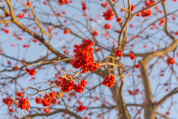 red rowan in late autumn