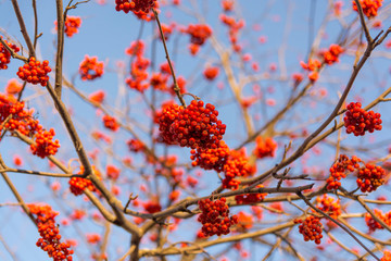red rowan in late autumn