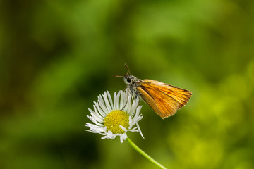 Rostfarbener Dickkopffalter