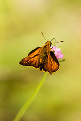 Rostfarbener Dickkopffalter