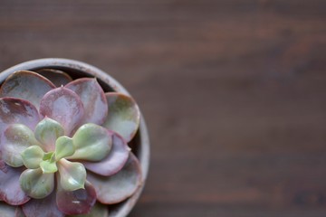 background still life with succulent on wood background