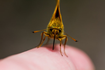 Rostfarbener Dickkopffalter