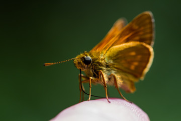 Obraz premium Rostfarbener Dickkopffalter