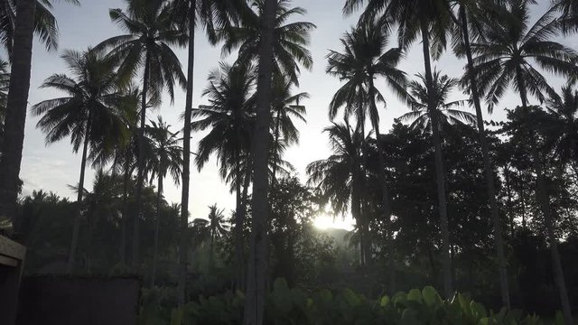 Sunrise on the tropical coast with a palm grove