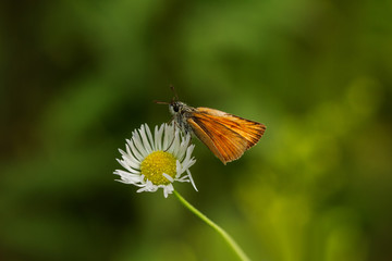 Rostfarbener Dickkopffalter