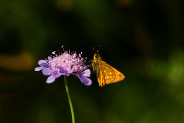 Rostfarbener Dickkopffalter