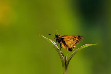 Rostfarbener Dickkopffalter
