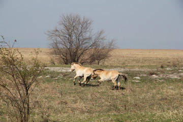 Neusiedlersee Przewalski Pferde