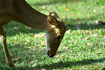 Rehbock in thailändischem Zoo, Deer