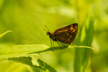 Rostfarbener Dickkopffalter