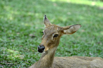 Rehbock in thailändischem Zoo, Deer