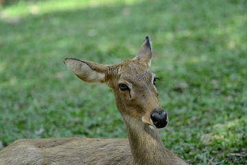 Rehbock in thailändischem Zoo, Deer