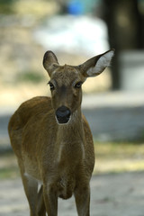 Naklejka na ściany i meble Rehbock in thailändischem Zoo, Deer
