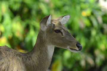 Rehbock in thailändischem Zoo, Deer