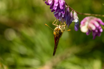 Rostfarbener Dickkopffalter