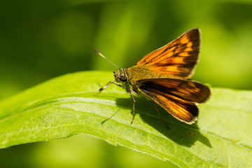 Rostfarbener Dickkopffalter
