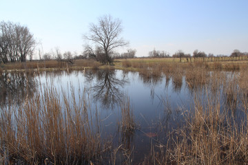 Fototapeta premium Neusiedler see