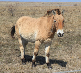 Neusiedlersee Przewalski Pferde
