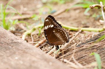 Great Eggfly butterfly is on the ground