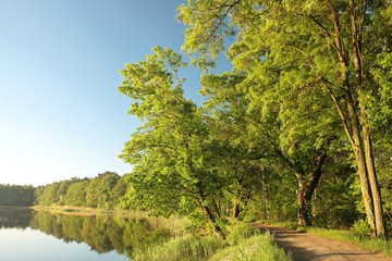 Oaks at the edge of a lake on a spring morning