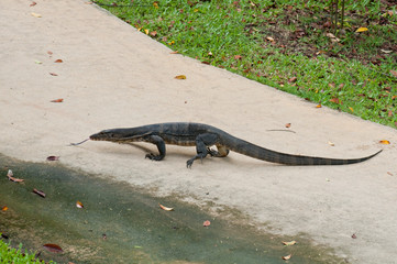 Monitor Lizard sticking out its tongue