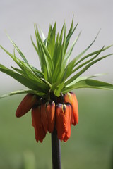 fotos de plantas y flores varias naturaleza 