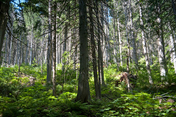 Zedernwald, British Columbia, Kanada