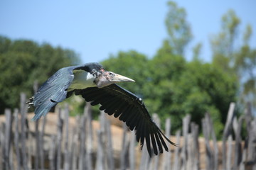 Fotografias de aves varias 