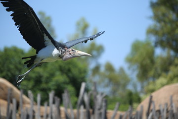 Fotografias de aves varias 