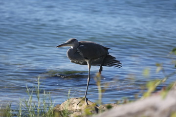 Fotografias de aves varias 