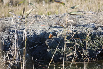 Fotografias de aves varias 