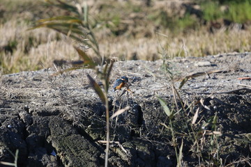 Fotografias de aves varias 