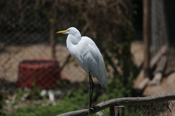 Fotografias de aves varias 